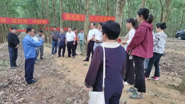 全國割膠冠軍張健給各單位學(xué)員做標(biāo)準(zhǔn)化膠園建設(shè)及割膠技術(shù)的經(jīng)驗介紹。.jpg